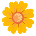blossom