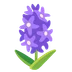 hyacinth
